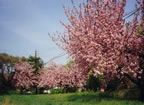 Cherry Trees in Bloom, Division Street (68kb)