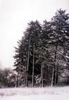 Spruces in Winter (49kb)
